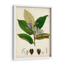 Verdant Folliage Iv - Vision Studio | Cuadro decorativo de Canvas Lab