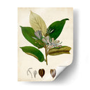 Verdant Folliage Iv - Vision Studio | Cuadro decorativo de Canvas Lab