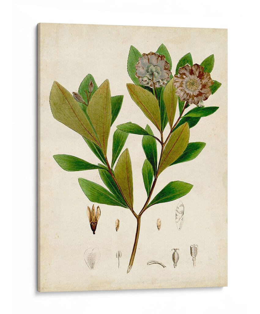 Verdant Folliage V - Vision Studio | Cuadro decorativo de Canvas Lab