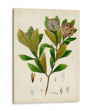 Verdant Folliage V - Vision Studio | Cuadro decorativo de Canvas Lab