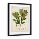 Verdant Folliage V - Vision Studio | Cuadro decorativo de Canvas Lab