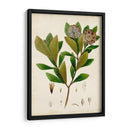 Verdant Folliage V - Vision Studio | Cuadro decorativo de Canvas Lab