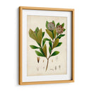 Verdant Folliage V - Vision Studio | Cuadro decorativo de Canvas Lab