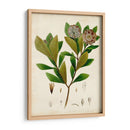 Verdant Folliage V - Vision Studio | Cuadro decorativo de Canvas Lab