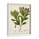 Verdant Folliage V - Vision Studio | Cuadro decorativo de Canvas Lab