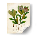 Verdant Folliage V - Vision Studio | Cuadro decorativo de Canvas Lab