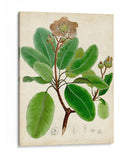 Verdant Folliage Vi - Vision Studio | Cuadro decorativo de Canvas Lab