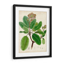 Verdant Folliage Vi - Vision Studio | Cuadro decorativo de Canvas Lab