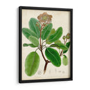 Verdant Folliage Vi - Vision Studio | Cuadro decorativo de Canvas Lab