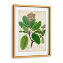 Verdant Folliage Vi - Vision Studio | Cuadro decorativo de Canvas Lab