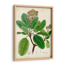 Verdant Folliage Vi - Vision Studio | Cuadro decorativo de Canvas Lab