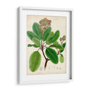 Verdant Folliage Vi - Vision Studio | Cuadro decorativo de Canvas Lab