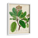 Verdant Folliage Vi - Vision Studio | Cuadro decorativo de Canvas Lab