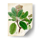 Verdant Folliage Vi - Vision Studio | Cuadro decorativo de Canvas Lab