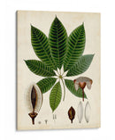 Verdant Folliage Vii - Vision Studio | Cuadro decorativo de Canvas Lab