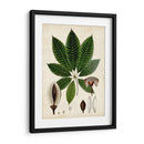 Verdant Folliage Vii - Vision Studio | Cuadro decorativo de Canvas Lab