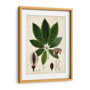 Verdant Folliage Vii - Vision Studio | Cuadro decorativo de Canvas Lab