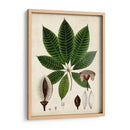 Verdant Folliage Vii - Vision Studio | Cuadro decorativo de Canvas Lab