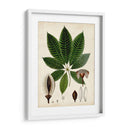 Verdant Folliage Vii - Vision Studio | Cuadro decorativo de Canvas Lab