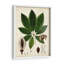 Verdant Folliage Vii - Vision Studio | Cuadro decorativo de Canvas Lab