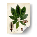 Verdant Folliage Vii - Vision Studio | Cuadro decorativo de Canvas Lab