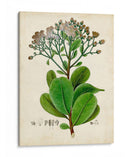 Verdant Folliage Viii - Vision Studio | Cuadro decorativo de Canvas Lab