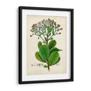 Verdant Folliage Viii - Vision Studio | Cuadro decorativo de Canvas Lab