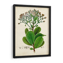 Verdant Folliage Viii - Vision Studio | Cuadro decorativo de Canvas Lab