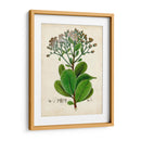 Verdant Folliage Viii - Vision Studio | Cuadro decorativo de Canvas Lab