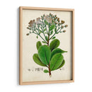 Verdant Folliage Viii - Vision Studio | Cuadro decorativo de Canvas Lab