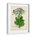 Verdant Folliage Viii - Vision Studio | Cuadro decorativo de Canvas Lab