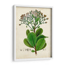 Verdant Folliage Viii - Vision Studio | Cuadro decorativo de Canvas Lab