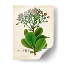 Verdant Folliage Viii - Vision Studio | Cuadro decorativo de Canvas Lab