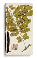 Variedades De Hojas I - Vision Studio | Cuadro decorativo de Canvas Lab