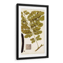 Variedades De Hojas I - Vision Studio | Cuadro decorativo de Canvas Lab