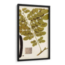 Variedades De Hojas I - Vision Studio | Cuadro decorativo de Canvas Lab