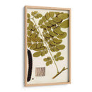 Variedades De Hojas I - Vision Studio | Cuadro decorativo de Canvas Lab