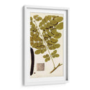 Variedades De Hojas I - Vision Studio | Cuadro decorativo de Canvas Lab