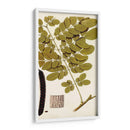 Variedades De Hojas I - Vision Studio | Cuadro decorativo de Canvas Lab