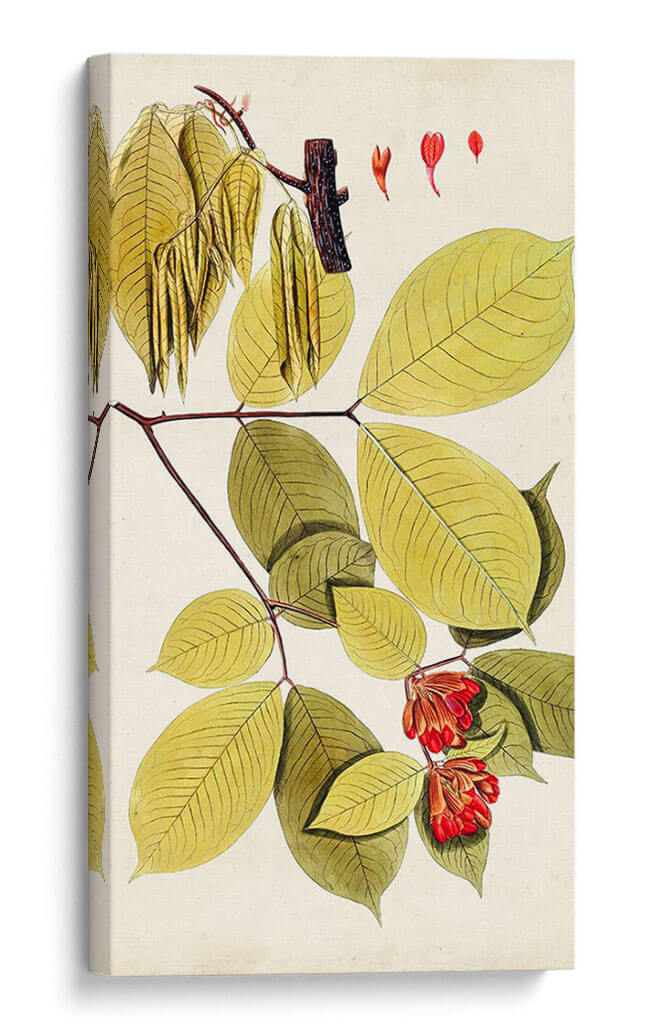 Variedades De Hojas Ii - Vision Studio | Cuadro decorativo de Canvas Lab