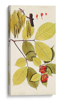 Variedades De Hojas Ii - Vision Studio | Cuadro decorativo de Canvas Lab