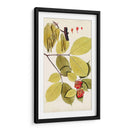 Variedades De Hojas Ii - Vision Studio | Cuadro decorativo de Canvas Lab