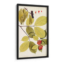 Variedades De Hojas Ii - Vision Studio | Cuadro decorativo de Canvas Lab