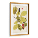 Variedades De Hojas Ii - Vision Studio | Cuadro decorativo de Canvas Lab