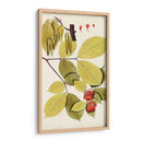Variedades De Hojas Ii - Vision Studio | Cuadro decorativo de Canvas Lab