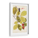 Variedades De Hojas Ii - Vision Studio | Cuadro decorativo de Canvas Lab