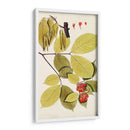 Variedades De Hojas Ii - Vision Studio | Cuadro decorativo de Canvas Lab