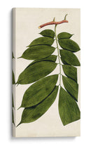 Variedades De Hojas Iii - Vision Studio | Cuadro decorativo de Canvas Lab