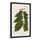 Variedades De Hojas Iii - Vision Studio | Cuadro decorativo de Canvas Lab