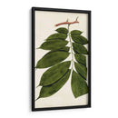 Variedades De Hojas Iii - Vision Studio | Cuadro decorativo de Canvas Lab